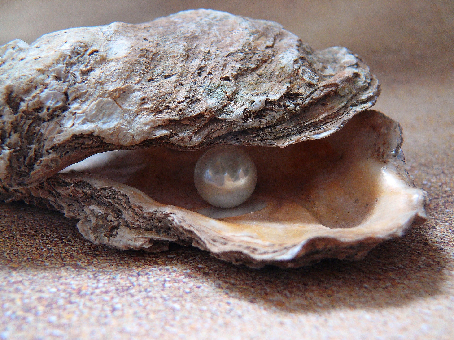 Perlschmuck Perle in Auster